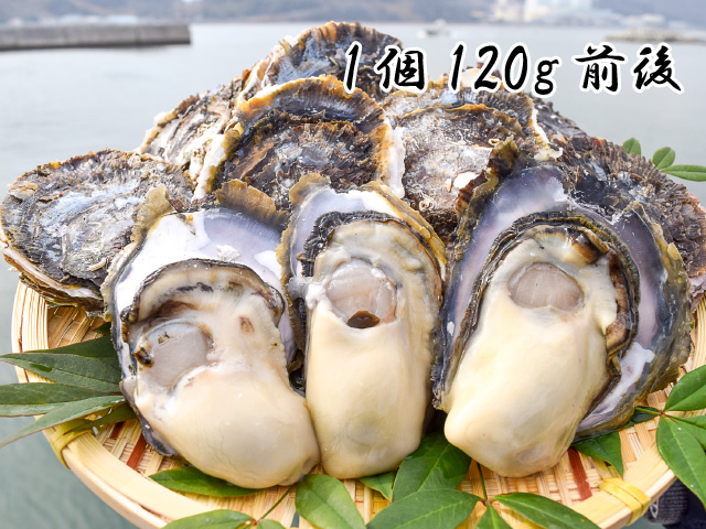 岩牡蠣5K